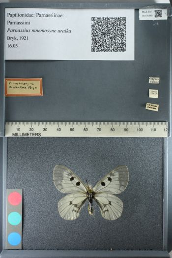 Media type: image;   Entomology 175480